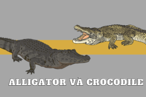 Alligator và crocodile khác nhau như thế nào?  Cách nhận biết chi tiết