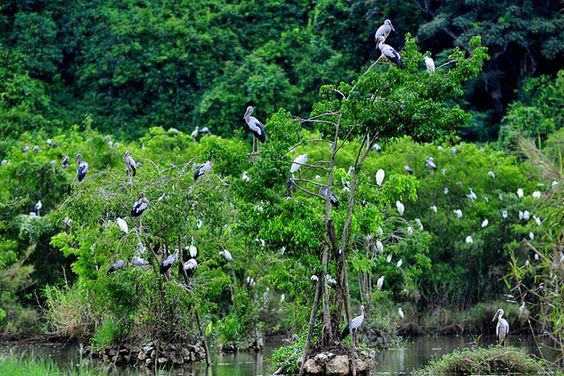 Vườn Cò Bằng Lăng địa điểm du lịch Cần Thơ